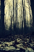 5th Dec 2012 - winter woods