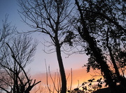 6th Dec 2012 - silhouettes at sunset: a 'peaceful' sunset earlier this week