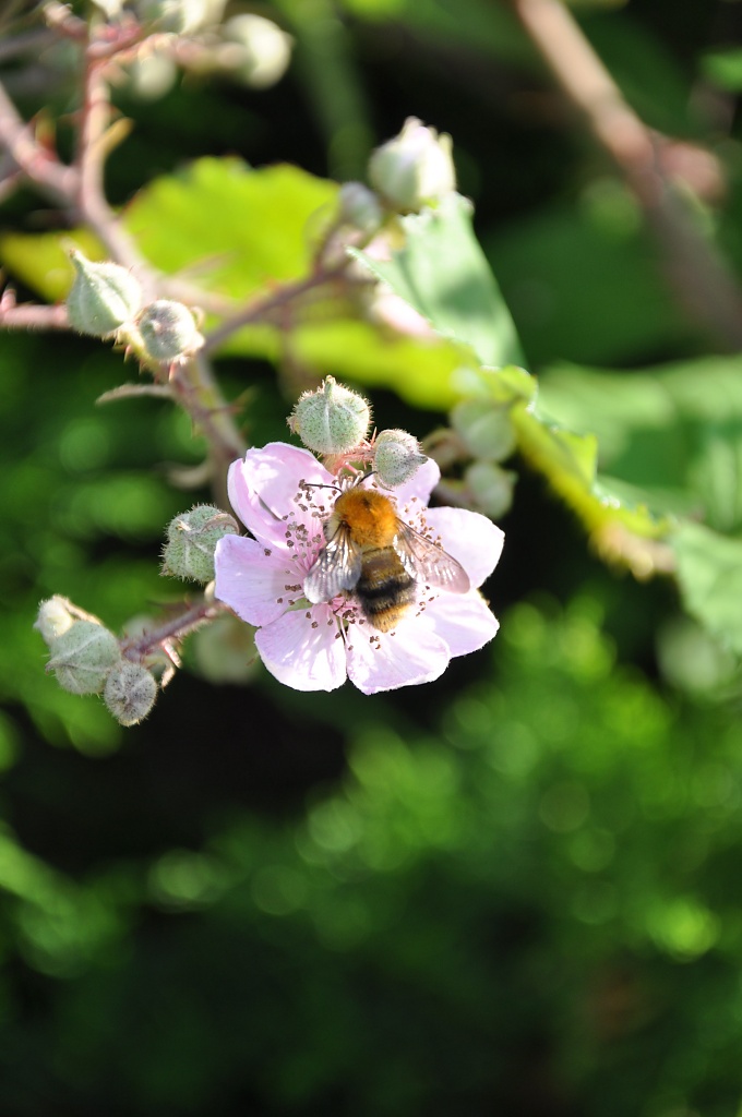Bumble bee by overalvandaan