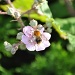 Bumble bee by overalvandaan