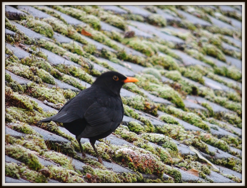 Friendly Blackbird by rosiekind