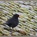 Friendly Blackbird by rosiekind