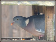 6th Dec 2012 - Wood Pigeon