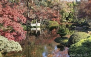 7th Dec 2012 - Japanese Gardens