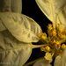 White Poinsettia by cdonohoue