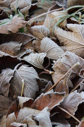 4th Dec 2012 - Frozen Leaves