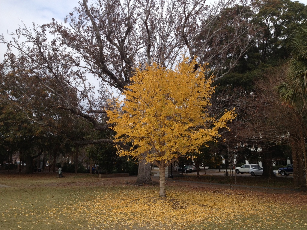 Autumn in its glory,  Marion Square, Charleston, SC by congaree