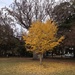 Autumn in its glory,  Marion Square, Charleston, SC by congaree