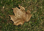 7th Dec 2012 - Leaf