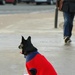 Just for fun: The little red dog by parisouailleurs