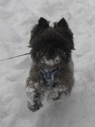 7th Dec 2012 - 'snowdog'