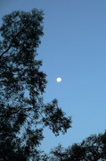 26th Nov 2012 - Moon