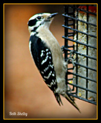 25th Nov 2012 - Woodpecker