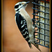 Woodpecker by vernabeth