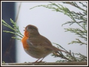 7th Dec 2012 - Robin singing