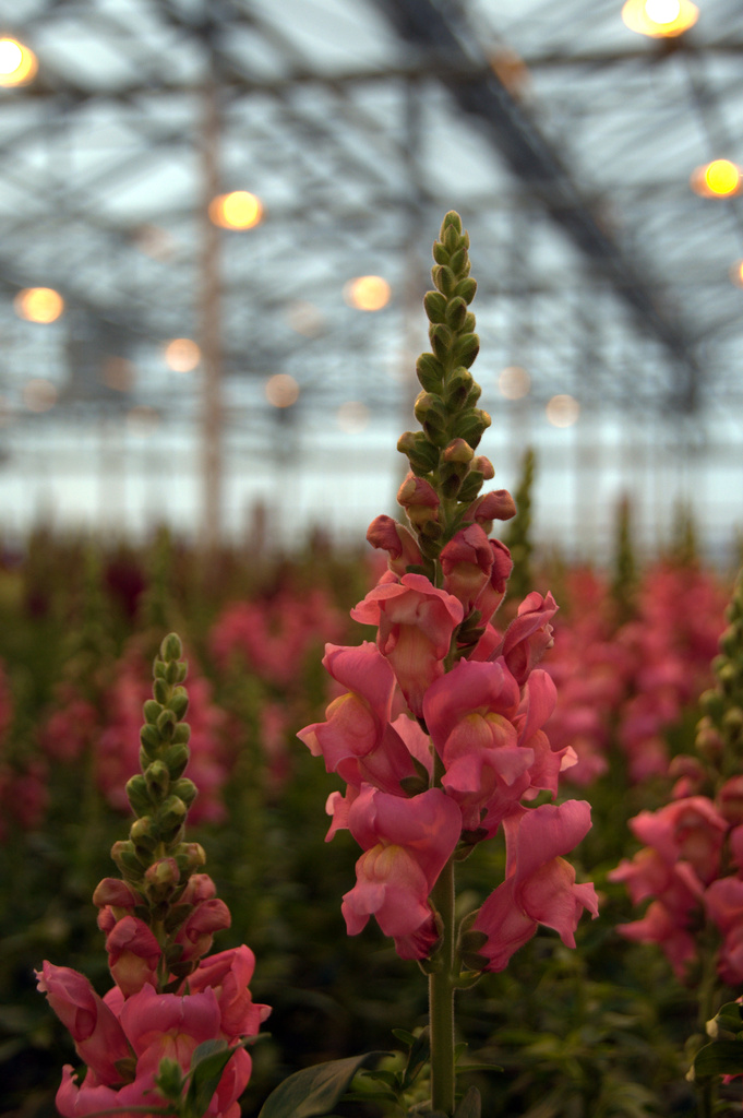 Snapdragons in December by jayberg