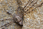 6th Dec 2012 - dicranopalpus ramosus