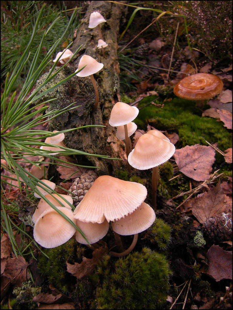 Fungus on a trunk - 3 by pyrrhula