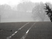 7th Dec 2012 - A grey day.