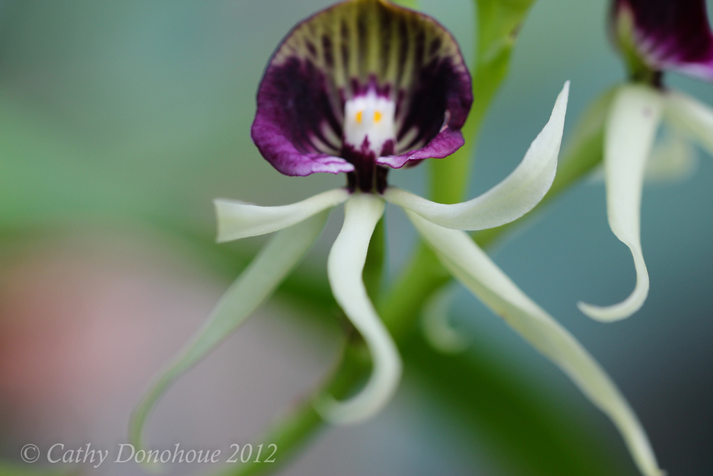 Tiny Orchids by cdonohoue