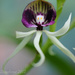 Tiny Orchids by cdonohoue