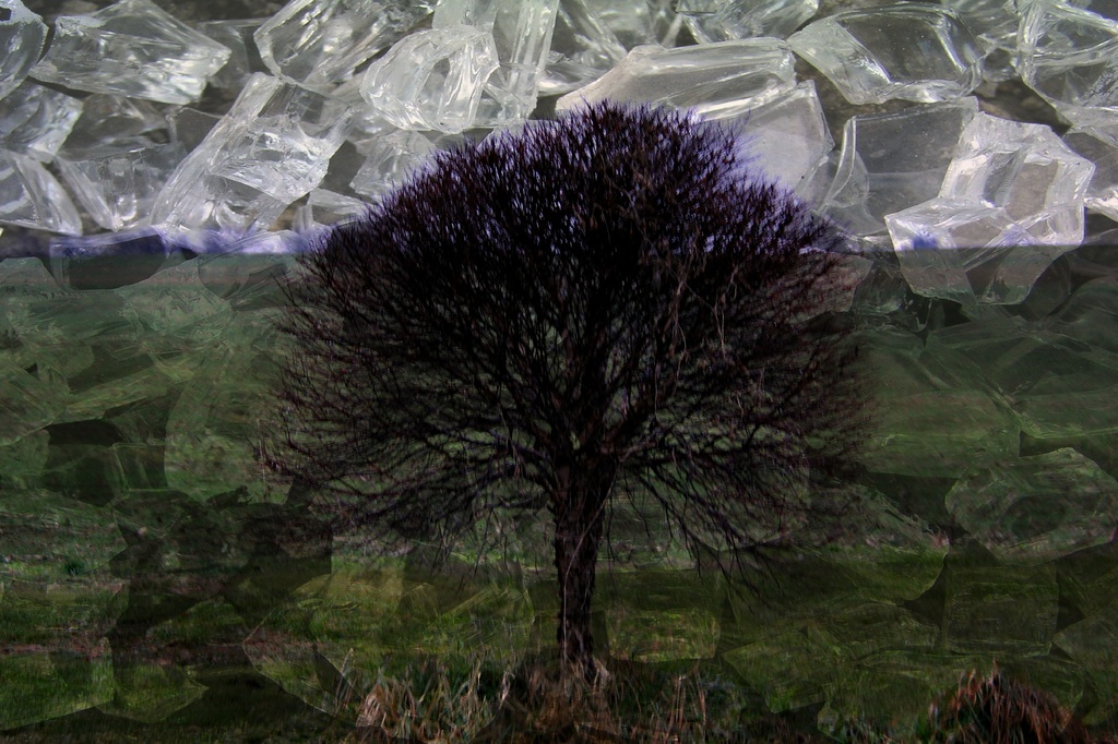 Tree On Ice by digitalrn