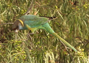 8th Dec 2012 - On this day ....12 months ago .... I spent a lot of time trying to get a photo of an Australian Ringneck parrot