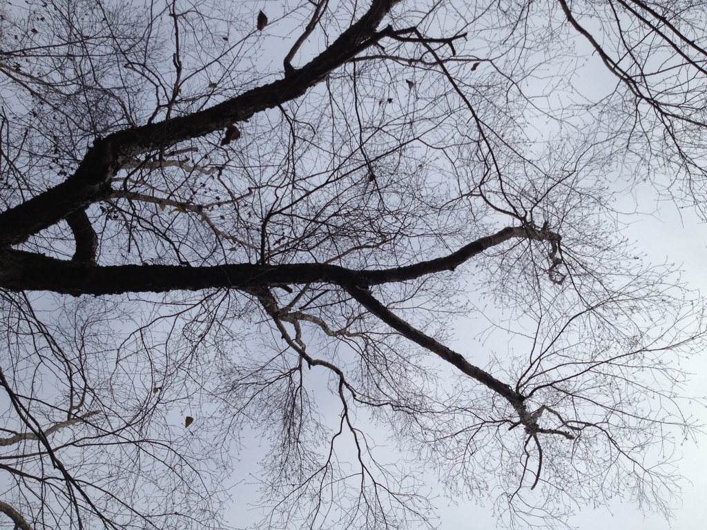 Looking up from a bench. by congaree