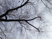 7th Dec 2012 - Looking up from a bench.