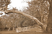 7th Dec 2012 - Sepia Tree