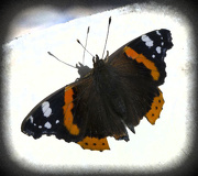 8th Dec 2012 - THE RED ADMIRAL