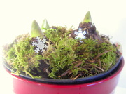 7th Dec 2012 - Green Hyacinth Peaks with snowflakes in a red pot