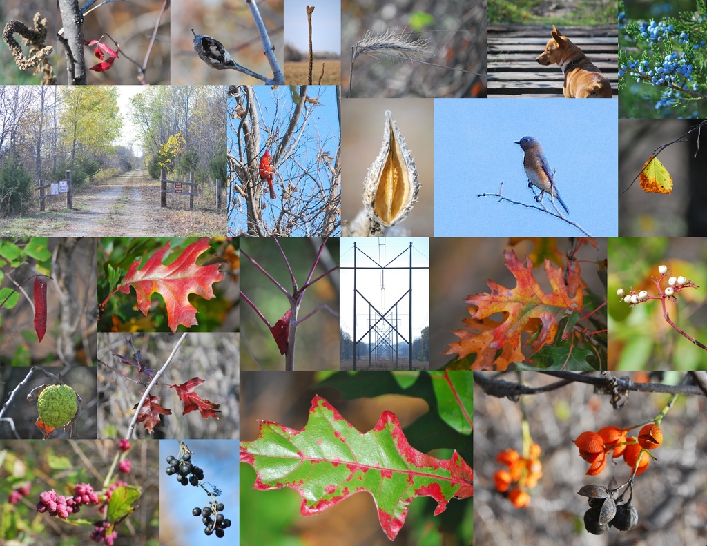 Flint Hills Nature Trail Collage by kareenking