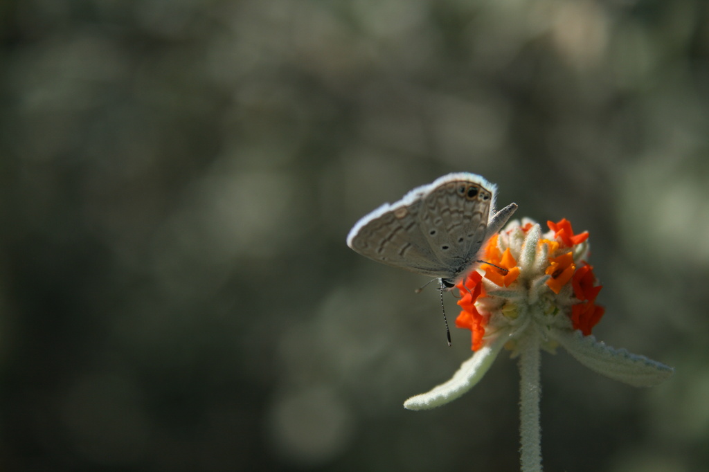 Itty Bitty Butterfly by kerristephens