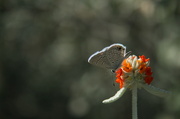 8th Dec 2012 - Itty Bitty Butterfly