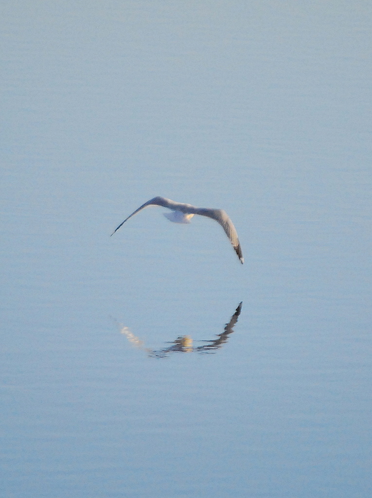Gliding Gull by kareenking