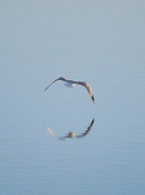28th Oct 2012 - Gliding Gull