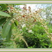 Pieris japonica by kiwiflora