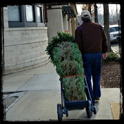 8th Dec 2012 - Bringing Home the Christmas Tree