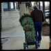 Bringing Home the Christmas Tree by peggysirk