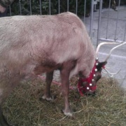 8th Dec 2012 - Yes it's a real raindeer