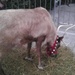 Yes it's a real raindeer by bruni