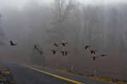 8th Dec 2012 - Geese Crossing