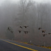 Geese Crossing by lesip