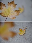 29th Oct 2012 - leaves. 