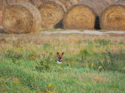22nd Oct 2012 - King of the Hay Bales
