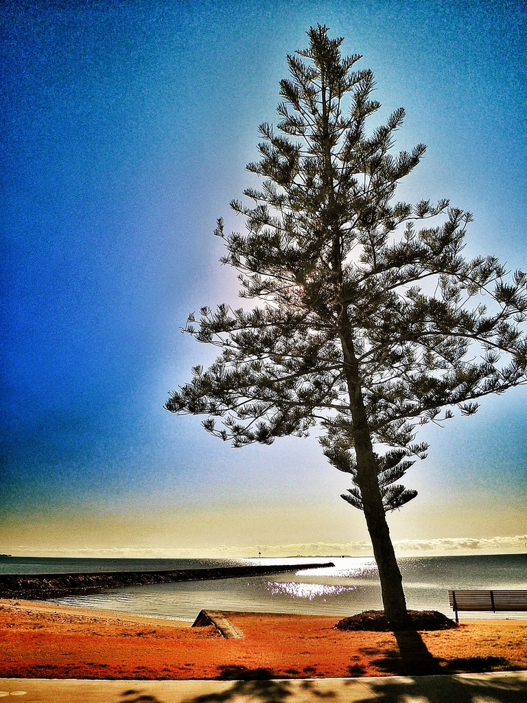 Playing with snapseed by corymbia