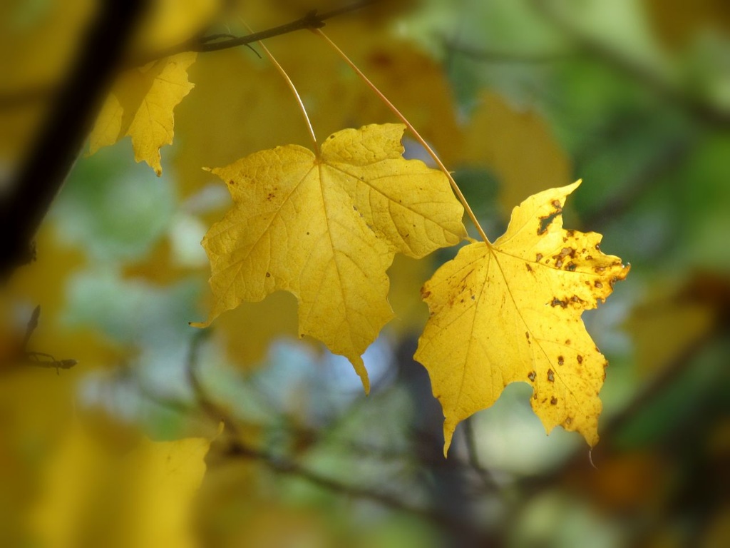 Fall Leaves by juletee
