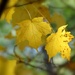 Fall Leaves by juletee