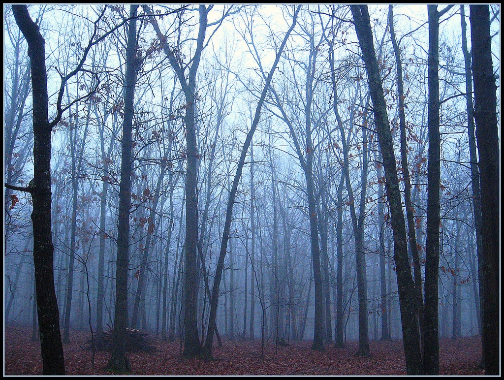 Fog in the Forest by olivetreeann